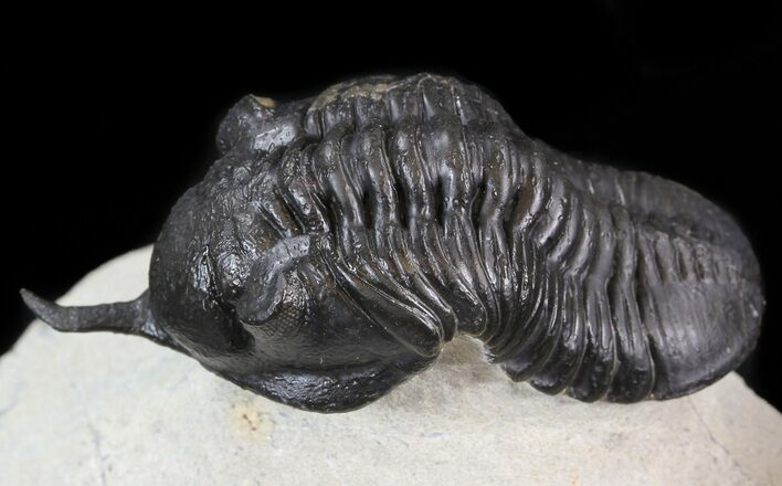 Morocconites Trilobite - Pathalogical Rostrum #44527